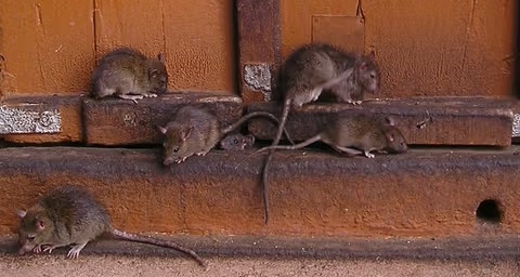 ratas