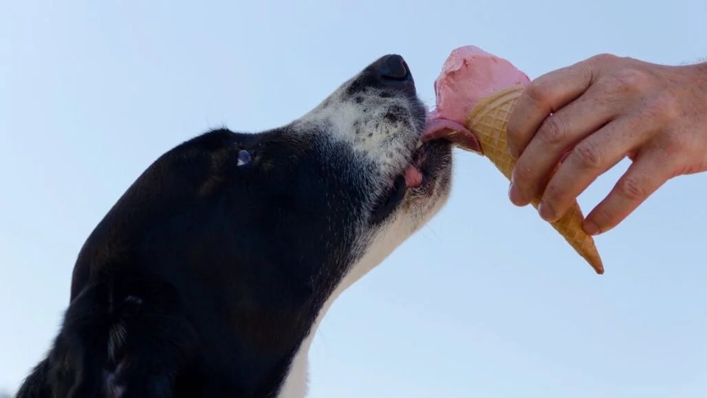 El perro la mascota más popular en España