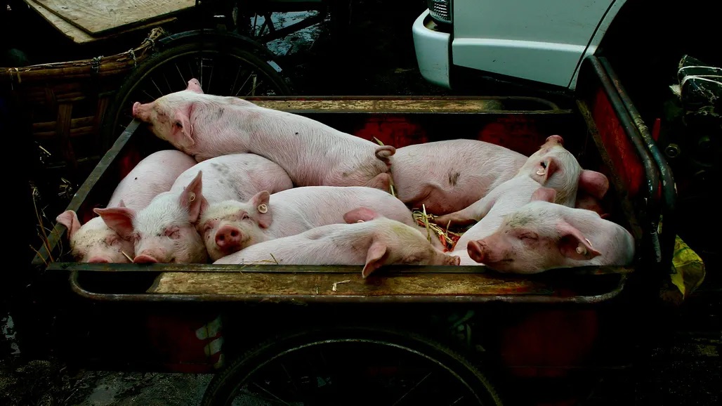 La peste porcina una pesadilla para la economía