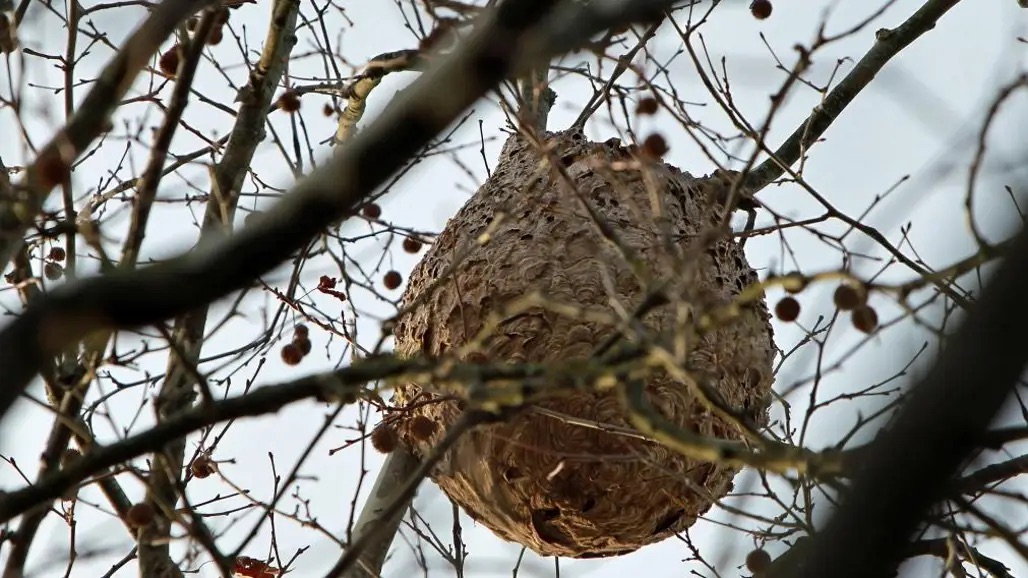 Nido de avispa asiática construido en un árbol