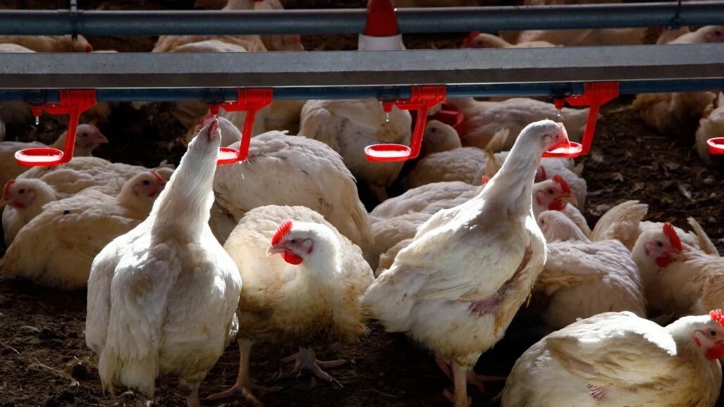 Gallinas en una granja