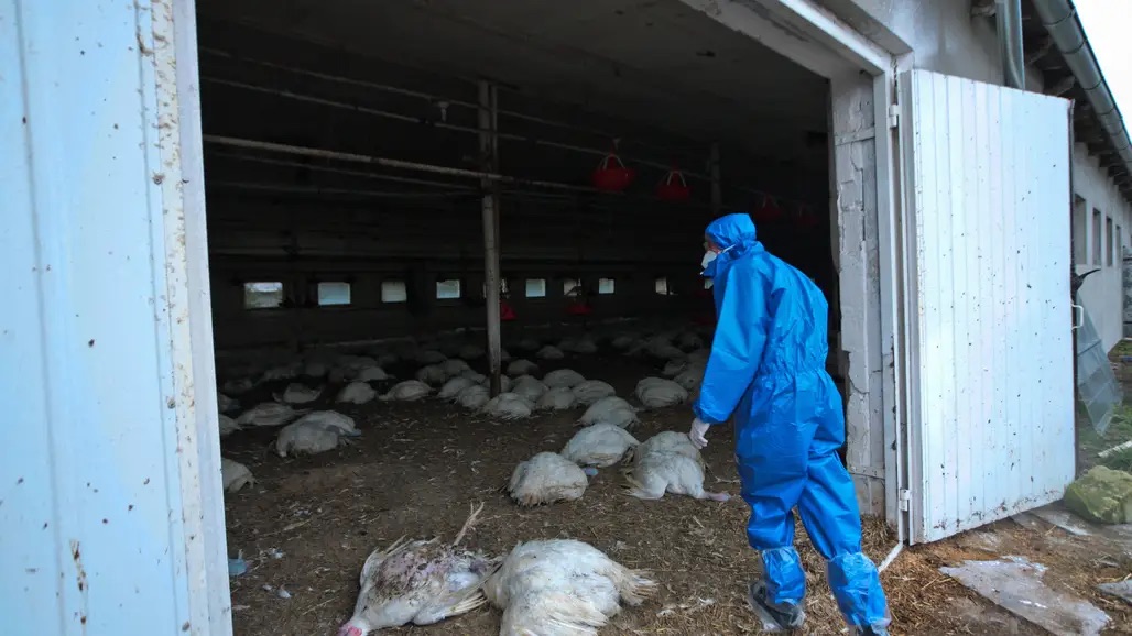 Granja afectada por la gripe aviar